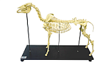 Макет масштабный «Скелет Лошади» Масштаб 1:2