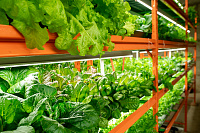 Вертикальная ферма для зелени и трав VeFarm GR – портал поставщиков НСППО