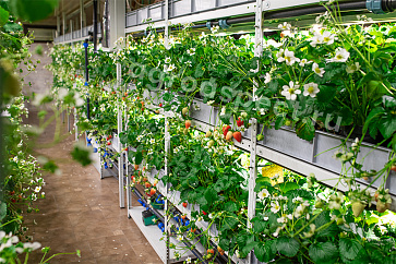 Универсальная вертикальная ферма VeFarm SB – портал поставщиков НСППО - 1