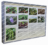 05.05.03.15 Стенд-планшет «Культурные растения» – портал поставщиков НСППО