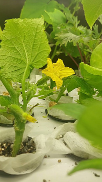 Био-лаборатория для овощей – портал поставщиков НСППО - 8