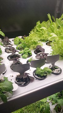 Профессиональная  биолаборатория для агрокласса на программном обеспечении "Виртуальный агроном" Greenbar LUX-35 ПАК – портал поставщиков НСППО - 8