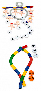 Биосинтез белка (набор из 49 пластмассовых фигур)  К16 – портал поставщиков НСППО - 1