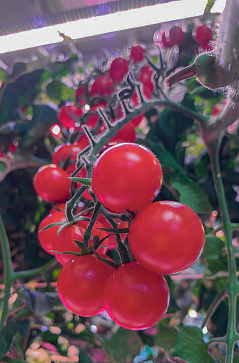 Умная теплица  ситиферма для рыращивания бонсай овощей и пряных трав  "Мажор" Greenbar  – портал поставщиков НСППО - 9