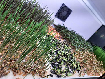 Цифровая биолаборатория Greenbar MZ-4 ПАК для выращивания микрозелени – портал поставщиков НСППО - 8