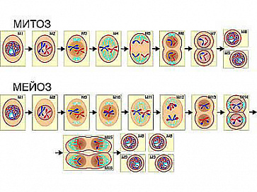 Модель-аппликация "Деление клетки. Митоз и мейоз" (ламинированная) – портал поставщиков НСППО - 1