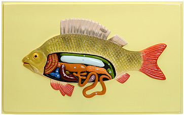 Внутреннее строение рыбы (1 планшет, 66х42 см) Х09 – портал поставщиков НСППО - 1