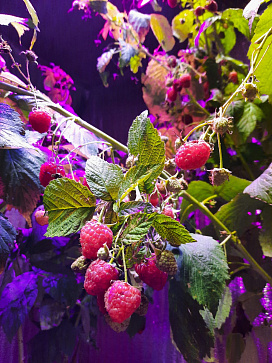 Программно-аппаратный комплекс для выращивания овощей, малины, ежевики высокорослых и  зелени, пряных трав, лекарственных трав и миниовощей на базе программного обеспечения "Виртуальный агроном"  – портал поставщиков НСППО - 7