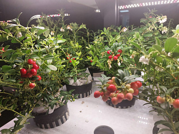 Цифровая биолаборатория LUX-3 ПАК система программирования выращивания растений – портал поставщиков НСППО - 5