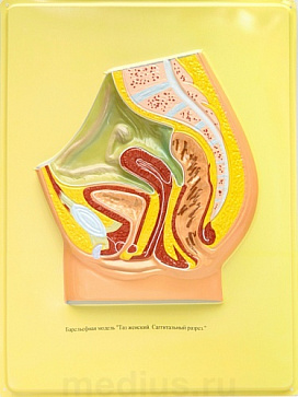 Барельефная модель "Таз женский. Сагиттальный разрез" В23 (1 планшет) – портал поставщиков НСППО - 1