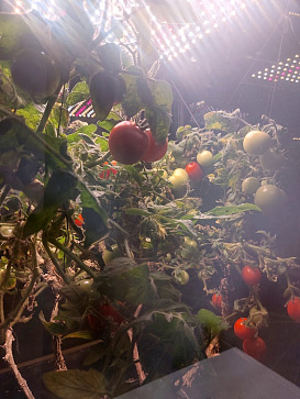 Био-лаборатория для овощей – портал поставщиков НСППО - 2