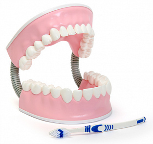 Тренажер для ухода за зубами С06 – портал поставщиков НСППО - 1