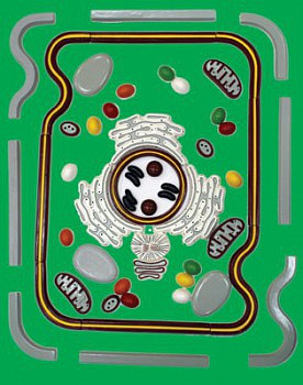 Строение клетки (набор из 54 пластмассовых фигур) – портал поставщиков НСППО - 1