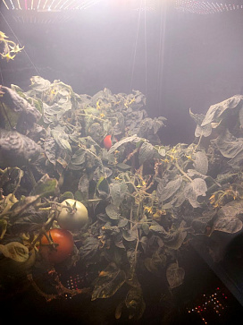 Умная теплица  ситиферма для рыращивания бонсай овощей и пряных трав  "Мажор" Greenbar  – портал поставщиков НСППО - 4