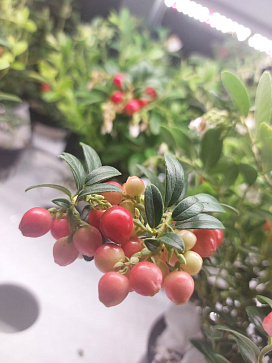 Цифровая Био-лаборатория для выращивания ягод – портал поставщиков НСППО - 9