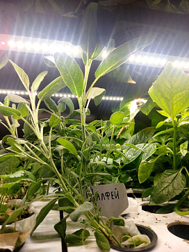 Миниферма "Мятница" для выращивания пряных трав – портал поставщиков НСППО - 2