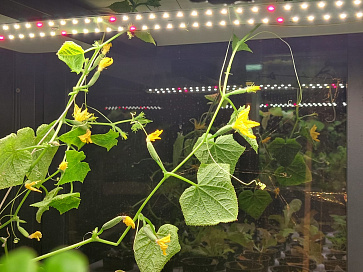 Био-лаборатория для овощей – портал поставщиков НСППО - 9