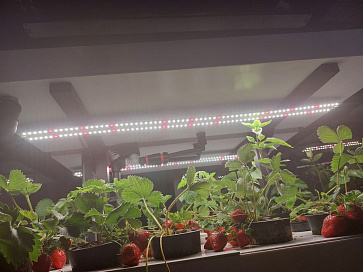 Климатическая био камера полногоцикла выращивания ягод и лекарственных многолетних трав LUX-2 с программным обеспечением Виртуальный агроном – портал поставщиков НСППО - 8