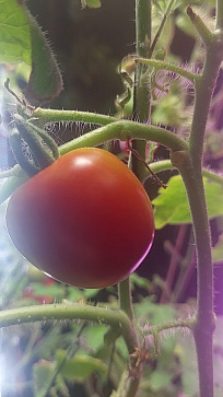 Умная теплица  ситиферма для рыращивания бонсай овощей и пряных трав  "Мажор" Greenbar  – портал поставщиков НСППО - 3