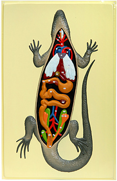 Внутреннее строение ящерицы (1 планшет, 42х66 см) Х21 – портал поставщиков НСППО - 1