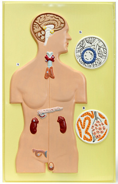 Железы внутренней секреции человека (1 планшет, 42х66 см) – портал поставщиков НСППО - 1