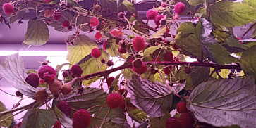 Био-лаборатория для выращивания малины – портал поставщиков НСППО - 7