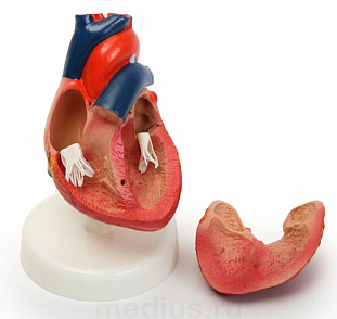 Модель сердца (лабораторная) из пластика – портал поставщиков НСППО - 1