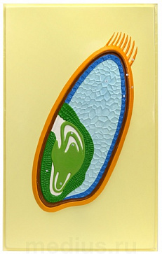 Зерновка пшеницы (1 планшет, 42х66 см) – портал поставщиков НСППО - 1