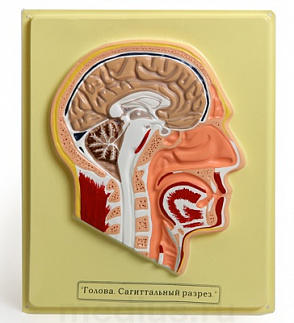 Голова. Сагиттальный разрез  (1 планшет, 28х35 см) В01К – портал поставщиков НСППО - 1