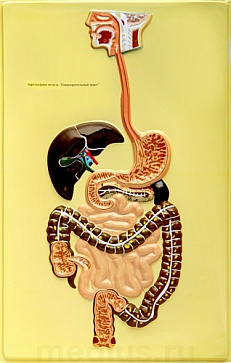 Барельефная модель "Пищеварительный тракт" В8 (1 планшет) – портал поставщиков НСППО - 1