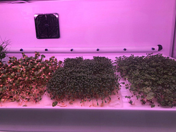 Цифровая биолаборатория Greenbar MZ-2 ПАК для выращивания микрозелени и проростков – портал поставщиков НСППО - 9