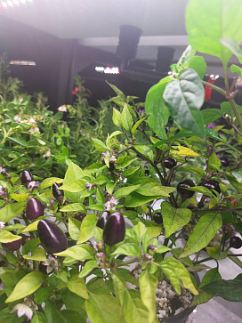 Климатическая био камера полногоцикла выращивания ягод и лекарственных многолетних трав LUX-2 с программным обеспечением Виртуальный агроном – портал поставщиков НСППО - 5