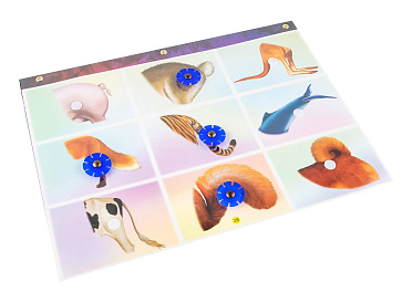 ЛОГИЧЕСКИЙ ЭКРАН. Набор.  Для детей 4-8 лет.  – портал поставщиков НСППО - 6