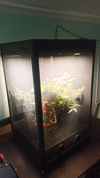 Умная теплица  ситиферма для рыращивания бонсай овощей и пряных трав  "Мажор" Greenbar  – портал поставщиков НСППО - 2