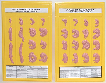 Развитие зародышей позвоночных (2 планшета, 42х66см ) Х22 – портал поставщиков НСППО - 1
