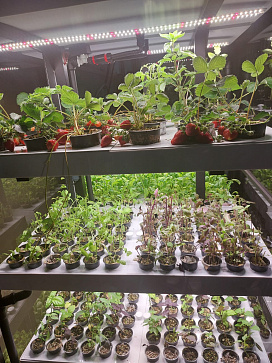 Климатическая био камера полногоцикла выращивания ягод и лекарственных многолетних трав LUX-2 с программным обеспечением Виртуальный агроном – портал поставщиков НСППО - 7