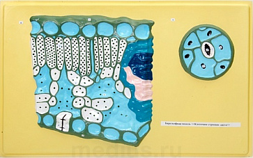 Барельефная модель "Клеточное строение листа" Д13 Т (1 планшет) – портал поставщиков НСППО - 1