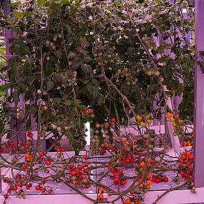 Био-лаборатория для овощей – портал поставщиков НСППО - 4