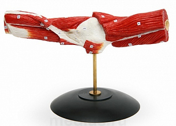 Локтевой сустав и мышцы его окружающие – портал поставщиков НСППО - 1