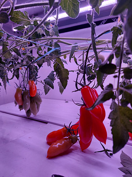 Био-лаборатория для овощей – портал поставщиков НСППО - 7