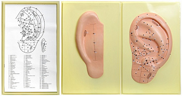 Точки акупунктуры ушной раковины (3 планшета, 42х66 см ) – портал поставщиков НСППО - 1