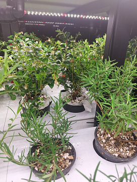 Климатическая био камера полногоцикла выращивания ягод и лекарственных многолетних трав LUX-2 с программным обеспечением Виртуальный агроном – портал поставщиков НСППО - 6