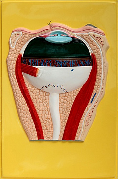 Строение глаза (1 планшет, 42х66 см) В06 – портал поставщиков НСППО - 1