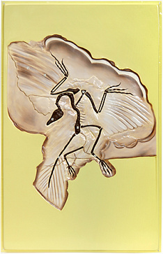 Археоптерикс (1 планшет, 42х66 см) Х13 – портал поставщиков НСППО - 1