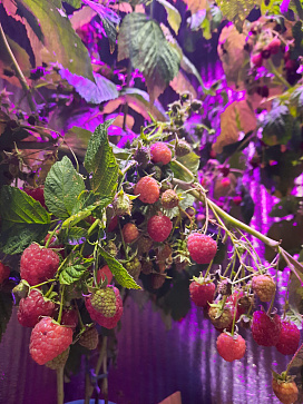 Био-лаборатория для выращивания малины – портал поставщиков НСППО - 6