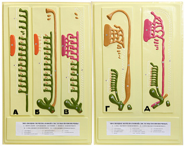 Эволюция мочеполовой системы позвоночных (2 планшета, 42х66 см) – портал поставщиков НСППО - 1