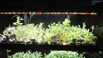 Мини ферма "Дюймовочка" – портал поставщиков НСППО - 4