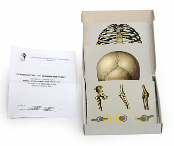 Типы соединения костей (набор из 7 карт) 15х15 К30 – портал поставщиков НСППО - 1