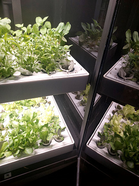 Миниферма "Мятница" для выращивания пряных трав – портал поставщиков НСППО - 8