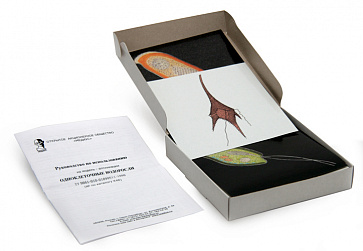 Одноклеточные водоросли (набор из 24 карт) динамическое пособие 15х15 – портал поставщиков НСППО - 1